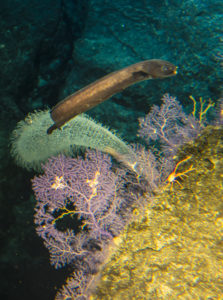 At Cook Seamount, an eel swims by a possible new species of coral called “Purple Haze.”