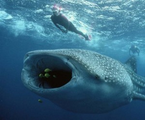 Whale Shark and Snorkler.