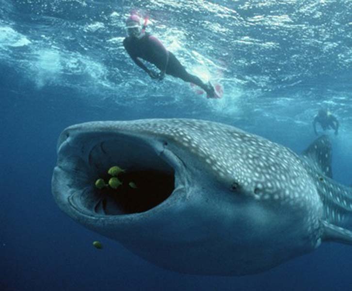 Swimming with Whale Sharks in Belize