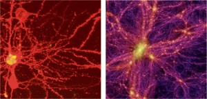 Neurons in a mouse brain on the left and a simulated image of the universe on the right.