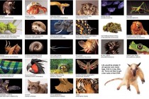 The Big Picture - Biodiversity.