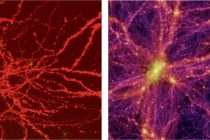 Neurons in a mouse brain on the left and a simulated image of the universe.